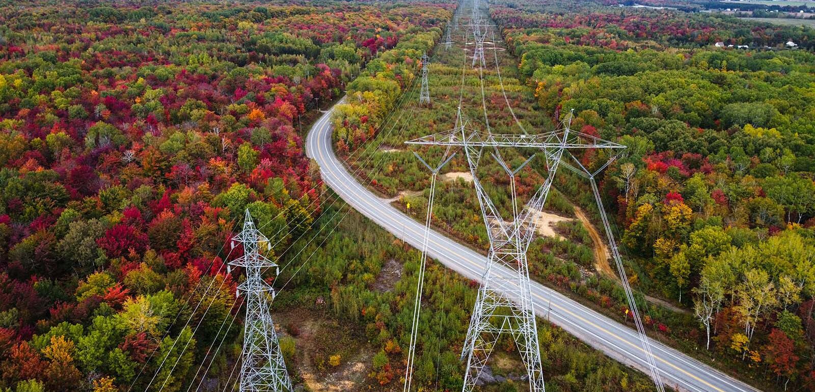 Electricity pylons in a forest